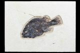 Bargain Fossil Fish (Cockerellites) - Green River Formation #96934-1